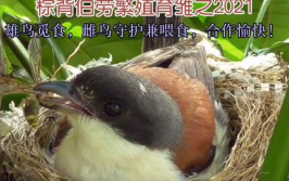 伯劳鸟饲养,从饲料到管理技巧详解